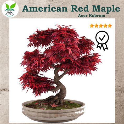 Jual Benih Biji Bibit Bonsai American Red Maple For Bonsai Seeds