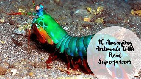 10 Amazing Animals With Real Superpowers Anvi Guptas Knowledge Hub