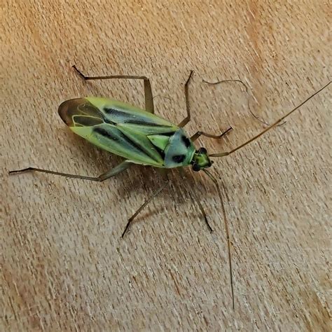 Stenotus Binotatus Two Spotted Grass Bug 10 000 Things Of The