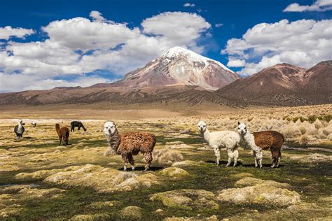 Andes (Bolivia, Peru, Ecuador, Colombia, Venezuela)