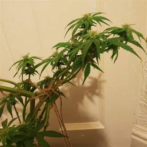 Pyramid Seeds Auto Alpujarrena Grow Diary Journal Week By