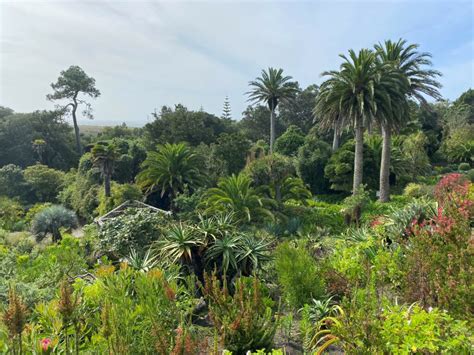 A postcard from Tresco Abbey Gardens - Garden Museum