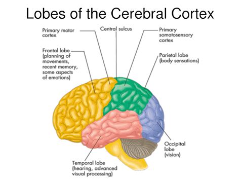 Parts Of The Brain Cerebral Cortex | www.imgkid.com - The Image Kid Has It!