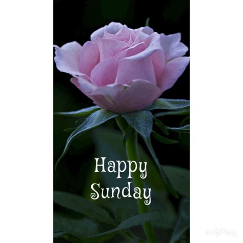 Sunday Greetings, Happy Sunday, Gods Love, Blessings, Good Morning, Gifs, Blessed, Card Making ...