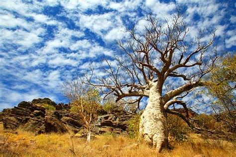 Baobab Tree Australia Stock Photos, Pictures & Royalty-Free Images - iStock