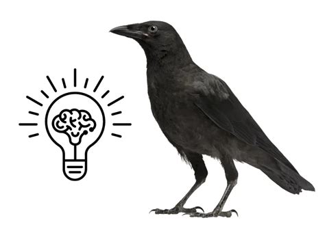 Why are Crows and Ravens Associated with Death?