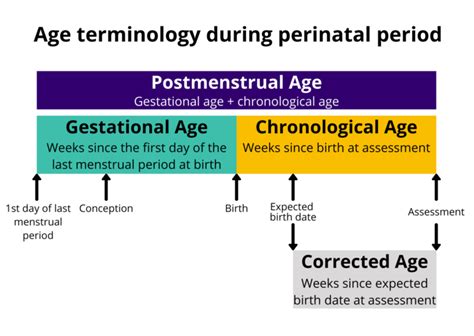 Edad Corregida Y Prematuridad Neuropediatoolkit