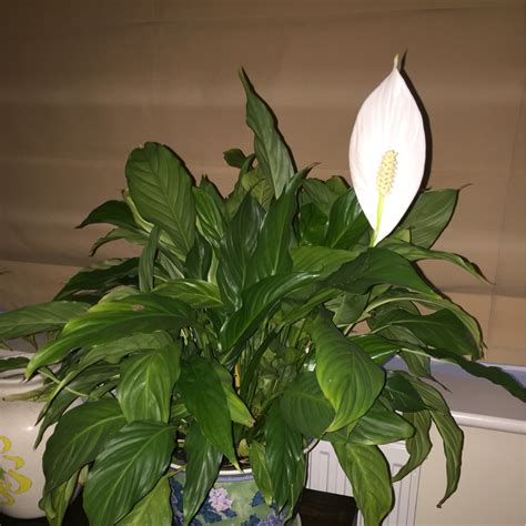 Spathiphyllum Wallisii Peace Lily In Gardentags Plant Encyclopedia