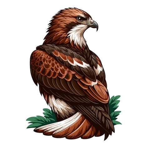 Premium Vector Cute Hawk Vector Cartoon Illustration