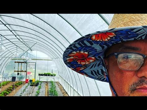 Trellising Tomatoes In The High Tunnel YouTube