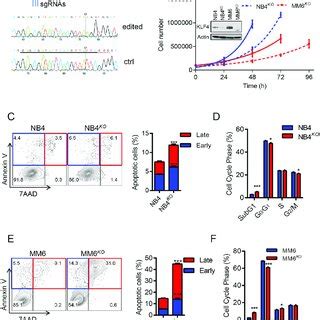 Klf Deletion Inhibits Cell Growth And Induces Apoptosis A Multiplex