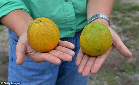 Disease With No Cure Ravaging Florida Citrus Fruit Crop Daily Mail Online