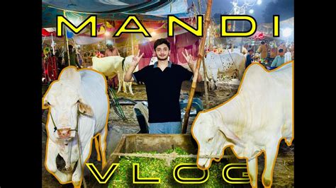 MANDI VLOG SARGODHA MANDI RATES HIGH YA LOW YouTube