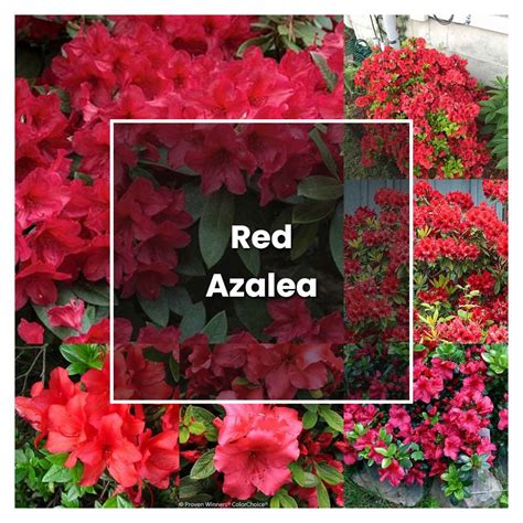 How to Grow Red Azalea - Plant Care & Tips | NorwichGardener