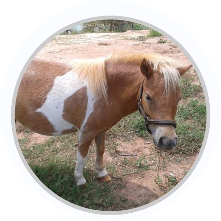 Gypsy Vanner Horses for Sale in GA - Mini Gypsy Vanners | Lewis Mill Ranch