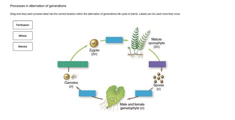 Can You Label A Diagram Of The Alternation Of Generations Life Cycle