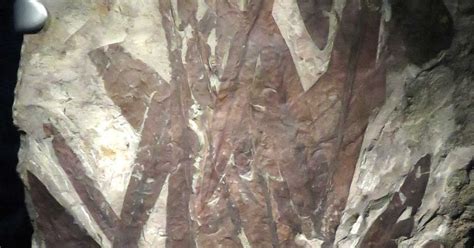 Louisville Fossils and Beyond: Glossopteris Fossil Leaves