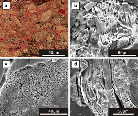 Thin Section And Scanning Electron Photomicrographs Showing A Primary