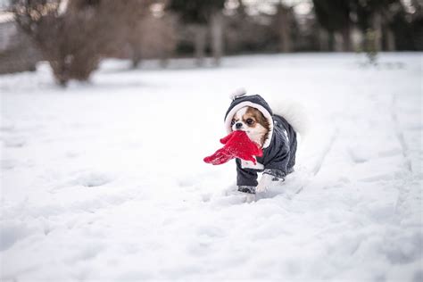 12 Best Pet-Friendly Hotels in Banff