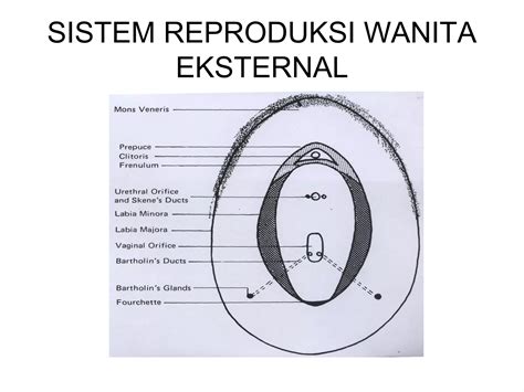 anatomi fisiologi reproduksi wanita