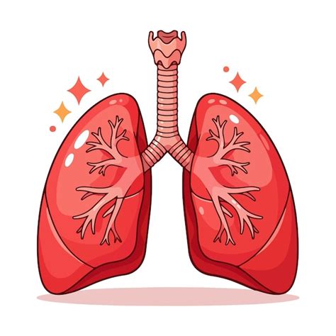 Lung Human Anatomy Biology Organ Body System Health Care And Medical