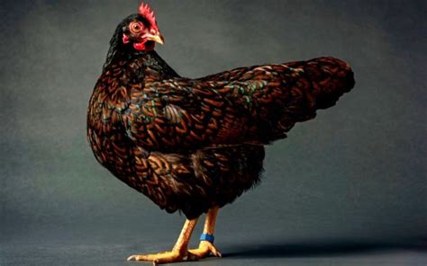 Barnevelder Chicken - Breed Profile & Facts - LearnPoultry