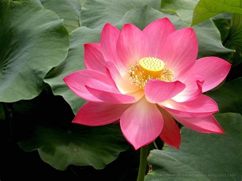 Beautiful Wallpapers: Lotus wallpapers HD