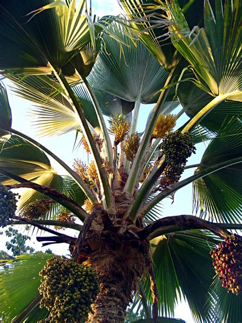 PLANT FAMILIES OF PUERTO RICO AND FLORIDA PAPO VIVES PALMAE ARECACEAE