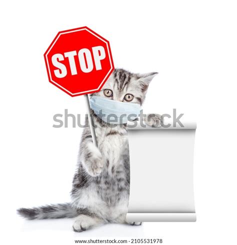 2,353 Cat Stop Stock Photos, Images & Photography | Shutterstock