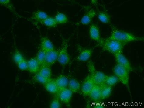 Mek12 Antibody Cl488 11049 Proteintech