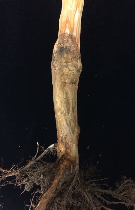 Landscape Phytophthora Root And Crown Rot Umass Center For Agriculture Food And The Environment