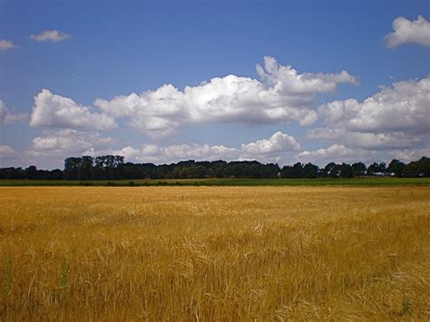 Klaar Om Te Oogsten Ready To Harvest Fijgje On Off Flickr