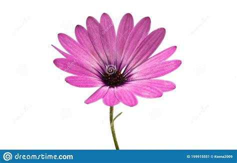 Osteospermum Daisy Imagen De Archivo Imagen De Estambre