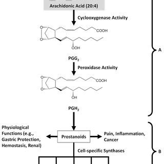 Biosynthesis and Main Biological Activities of Prostanoid Mediators ...