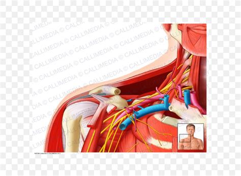 Supraclavicular Lymph Nodes Location