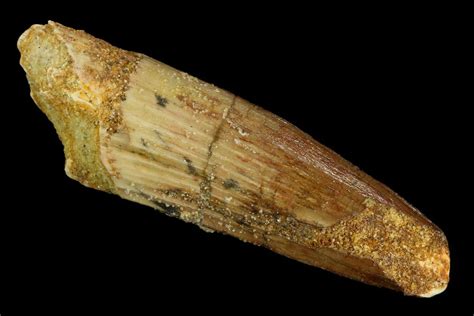 18 Spinosaurus Tooth Real Dinosaur Tooth 117713 For Sale