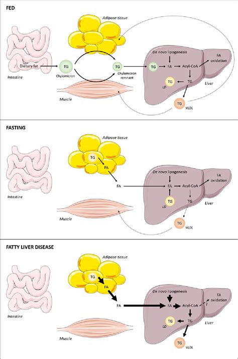 Figure 1 From Triglyceride Metabolism In The Liver Semantic Scholar