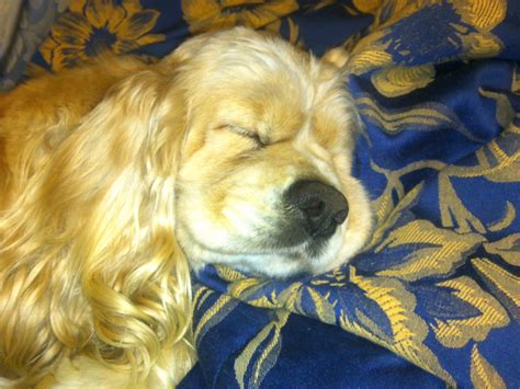 Maggie, American Cocker Spaniel sleeping....so sweet! Cocker Spaniel Breeds, Black Cocker ...