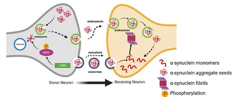 Figure 1 from LRRK2 and α Synuclein Distinct or Synergistic Players in