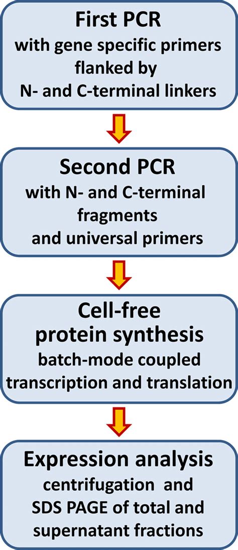 Protein Expression Workflow Main Steps Of The Heterologous Cell Free Download Scientific