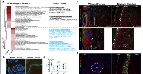 Sc Ctbs Express A Distinct Epidermal Transcriptional Program A