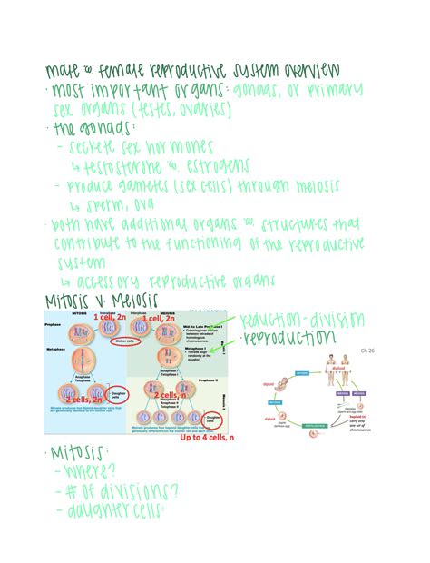 Chapter 26 Notes Chapter 26 Reproductive System Mate A Female