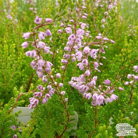 Buy Calluna Vulgaris Spring Torch Scots Heather In The UK