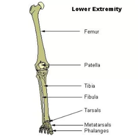 Tibia And Fibula Bones