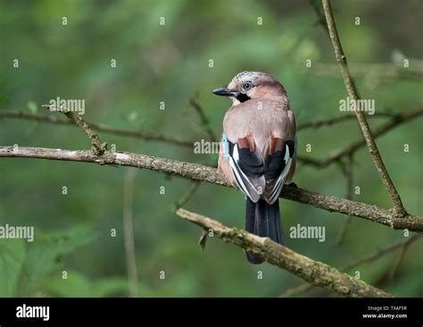 Pulborough Brooks Rspb Hi Res Stock Photography And Images Alamy