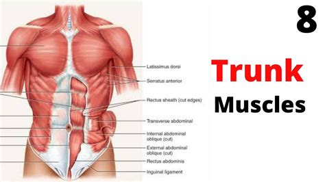 TRUNK Muscles Lecture 8 Muscle Origin Insertion Action