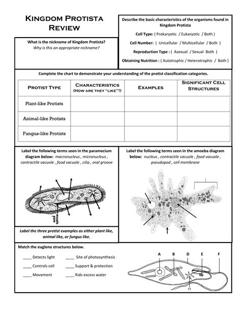 Protist Classification Chart A Visual Reference Of Charts Chart Master