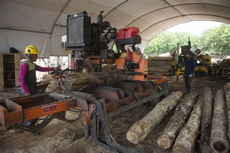 Aserradero De Mlr Forestal Procesa Rboles Derribados Por Eta E Iota Mlr