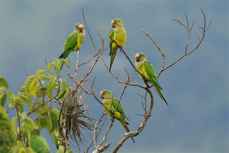 Foto Periquito Rei Eupsittula Aurea Por Leonardo Casadei Wiki Aves