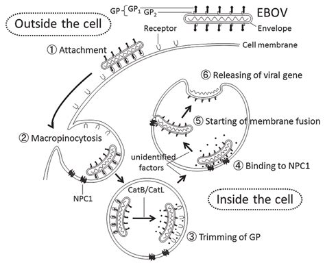 A Schematic Diagram Of The Entry Process Of EBOV Into The Host Cells